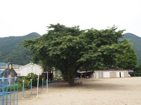 夏の風景